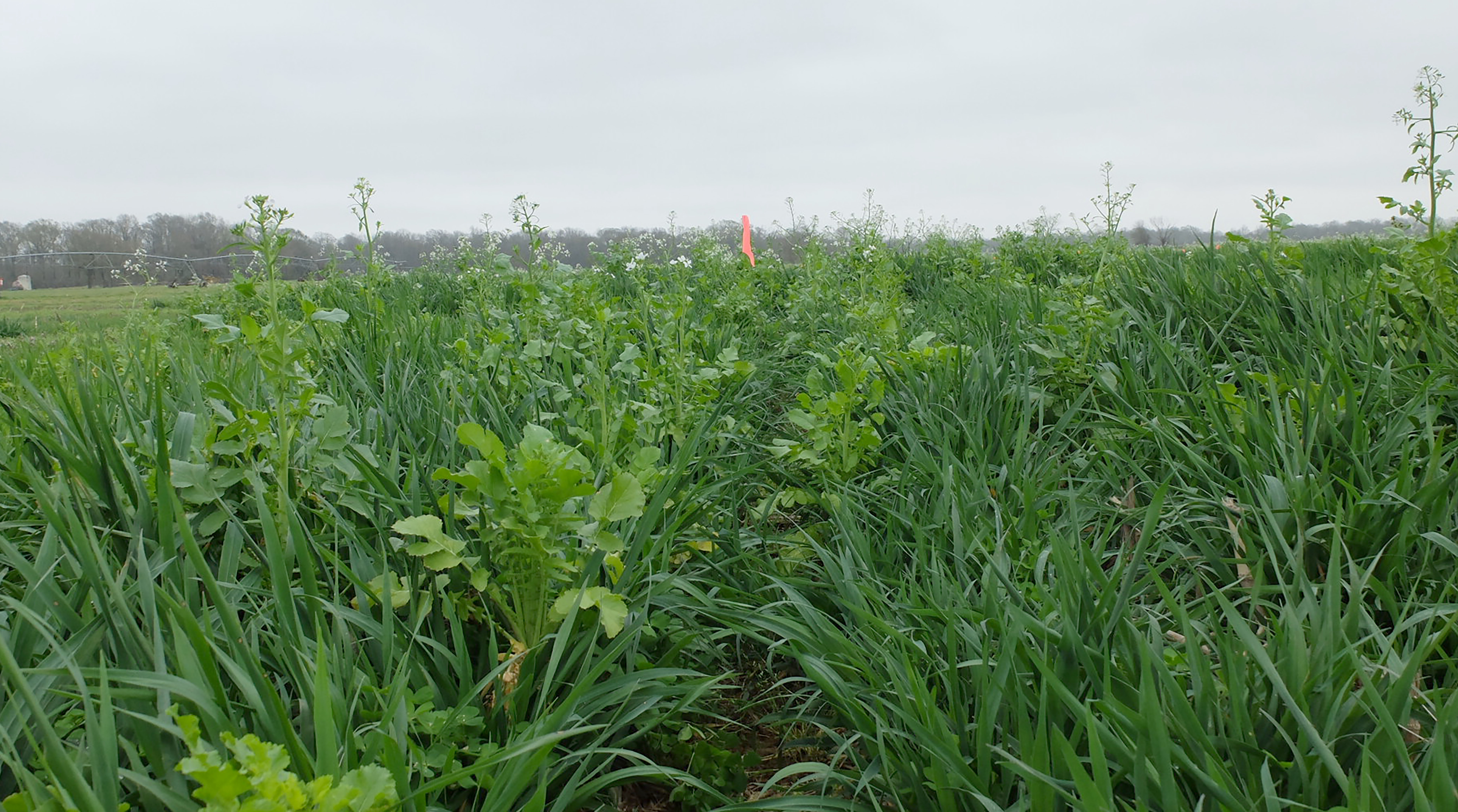 How Cover Crops Reduce Nitrogen Input and Improve Soil Health